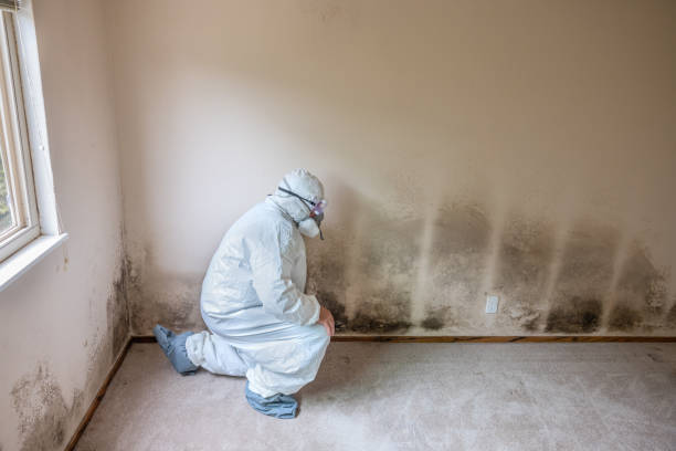 Environmental Consulting for Mold Prevention in Lone Oak, TN